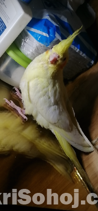 Cockatiel Lutino pearl Baby